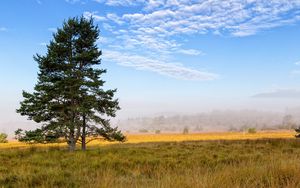 Preview wallpaper tree, branches, spruce, field, grass