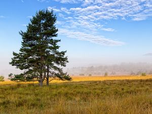 Preview wallpaper tree, branches, spruce, field, grass