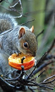 Preview wallpaper tree, branches, squirrel, gray, food