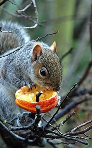 Preview wallpaper tree, branches, squirrel, gray, food