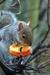 Preview wallpaper tree, branches, squirrel, gray, food