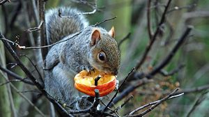 Preview wallpaper tree, branches, squirrel, gray, food