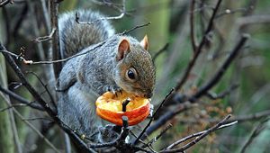 Preview wallpaper tree, branches, squirrel, gray, food