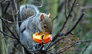 Preview wallpaper tree, branches, squirrel, gray, food