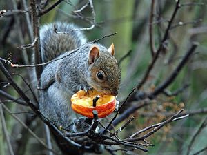 Preview wallpaper tree, branches, squirrel, gray, food