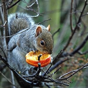 Preview wallpaper tree, branches, squirrel, gray, food