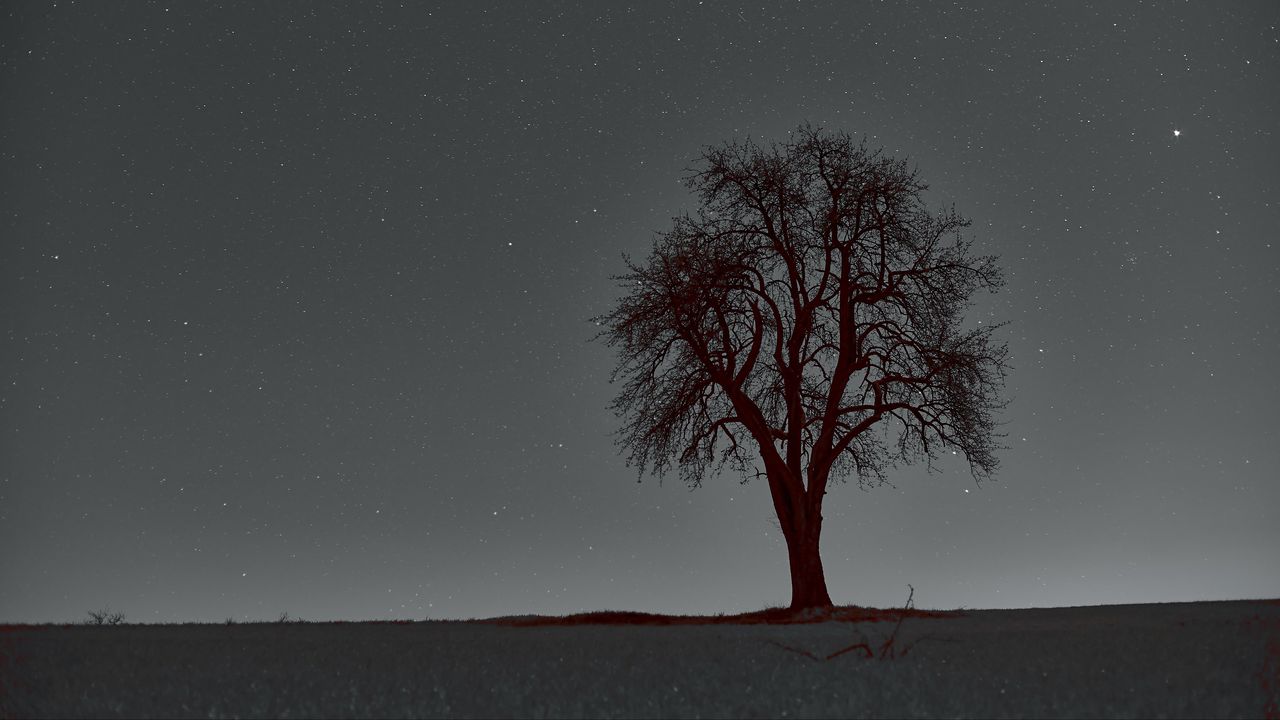 Wallpaper tree, branches, starry sky, stars, night, horizon