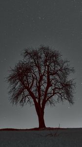 Preview wallpaper tree, branches, starry sky, stars, night, horizon