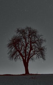 Preview wallpaper tree, branches, starry sky, stars, night, horizon