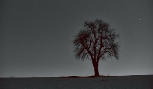 Preview wallpaper tree, branches, starry sky, stars, night, horizon