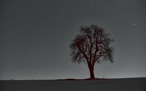 Preview wallpaper tree, branches, starry sky, stars, night, horizon