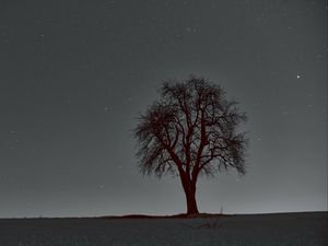 Preview wallpaper tree, branches, starry sky, stars, night, horizon