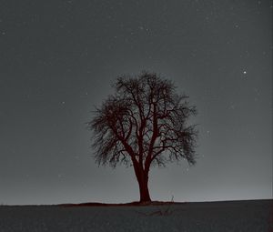 Preview wallpaper tree, branches, starry sky, stars, night, horizon