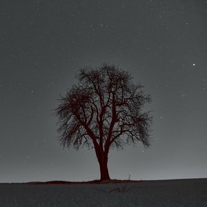 Preview wallpaper tree, branches, starry sky, stars, night, horizon