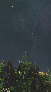 Preview wallpaper tree, branches, starry sky, night, dark