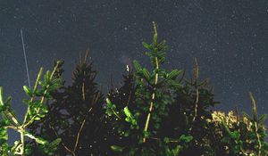 Preview wallpaper tree, branches, starry sky, night, dark