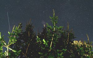Preview wallpaper tree, branches, starry sky, night, dark