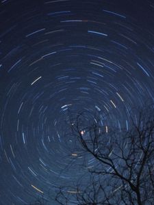 Preview wallpaper tree, branches, stars, freezelight, night, dark