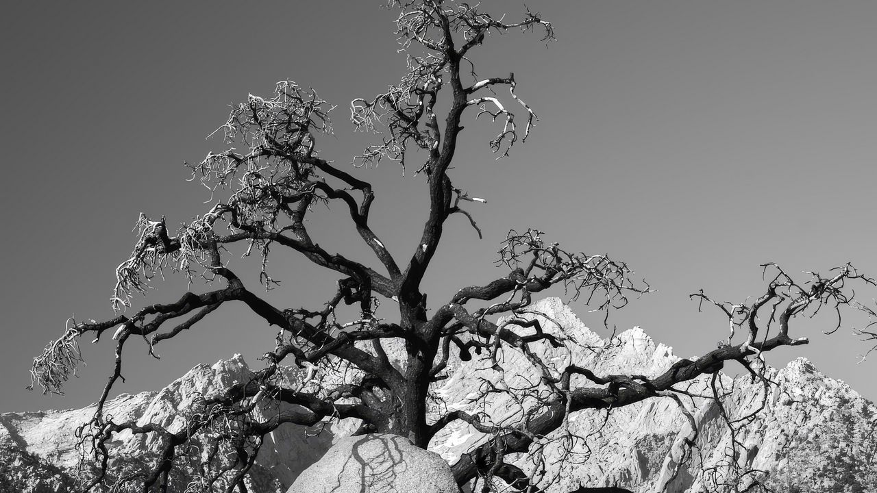 Wallpaper tree, branches, stones, bw, nature