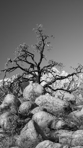 Preview wallpaper tree, branches, stones, bw, nature