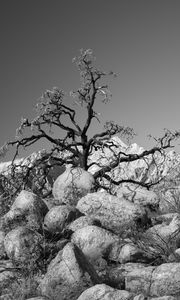 Preview wallpaper tree, branches, stones, bw, nature