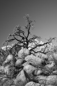 Preview wallpaper tree, branches, stones, bw, nature