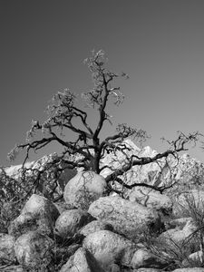 Preview wallpaper tree, branches, stones, bw, nature