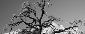 Preview wallpaper tree, branches, stones, bw, nature