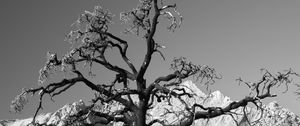 Preview wallpaper tree, branches, stones, bw, nature