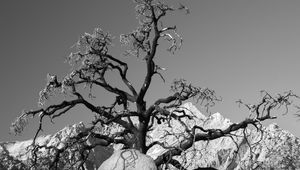 Preview wallpaper tree, branches, stones, bw, nature