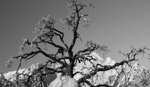 Preview wallpaper tree, branches, stones, bw, nature