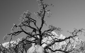 Preview wallpaper tree, branches, stones, bw, nature