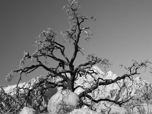 Preview wallpaper tree, branches, stones, bw, nature