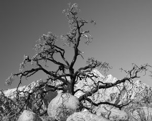 Preview wallpaper tree, branches, stones, bw, nature