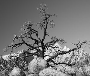 Preview wallpaper tree, branches, stones, bw, nature