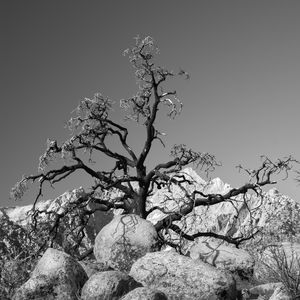 Preview wallpaper tree, branches, stones, bw, nature