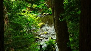 Preview wallpaper tree, branches, stream, stone, nature