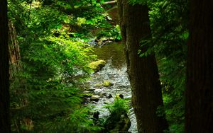 Preview wallpaper tree, branches, stream, stone, nature