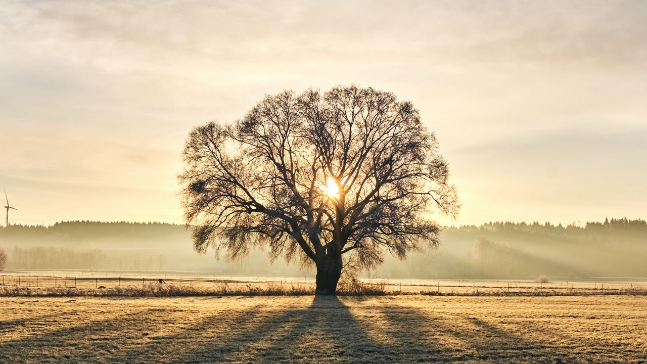 Wallpaper tree, branches, sun, rays, fog