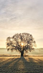 Preview wallpaper tree, branches, sun, rays, fog