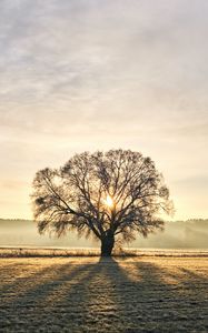 Preview wallpaper tree, branches, sun, rays, fog