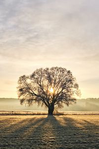 Preview wallpaper tree, branches, sun, rays, fog