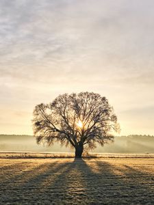 Preview wallpaper tree, branches, sun, rays, fog