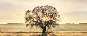 Preview wallpaper tree, branches, sun, rays, fog