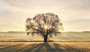Preview wallpaper tree, branches, sun, rays, fog