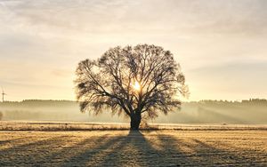 Preview wallpaper tree, branches, sun, rays, fog