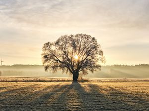 Preview wallpaper tree, branches, sun, rays, fog
