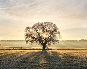 Preview wallpaper tree, branches, sun, rays, fog