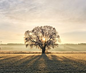 Preview wallpaper tree, branches, sun, rays, fog