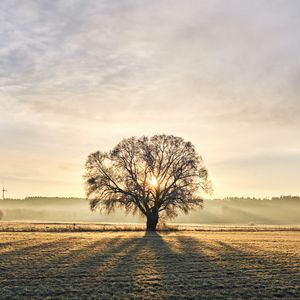 Preview wallpaper tree, branches, sun, rays, fog